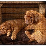 Cakapuzzle Kasadaki Kahverengi Boxer Yavruları Mdf 120 Parça Puzzle