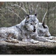 Cakapuzzle Kayalık Üzerinde Dinlenen Gri Kurt Çifti Mdf 255 Parça Puzzle