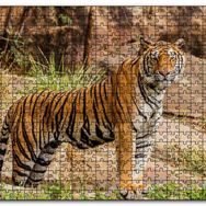 Cakapuzzle Kayalıklar ve Bengal Kaplanı Mdf 500 Parça Puzzle