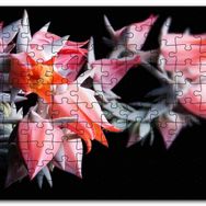 Cakapuzzle Kırmızı Bardak Çiçekleri Karanlık Arkaplan Mdf 120 Parça Puzzle