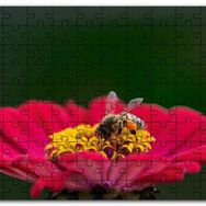 Cakapuzzle Kırmızı Çiçekten Polen Toplayan Balarısı Mdf 500 Parça Puzzle