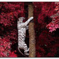 Cakapuzzle Kırmızı Yapraklar ve Ağaca Tırmanan Beyaz Kaplan Mdf 120 Parça Puzzle