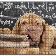Cakapuzzle Kitapları Dişleyen Kahverengi Sharpy Yavrusu Mdf 1000 Parça Puzzle