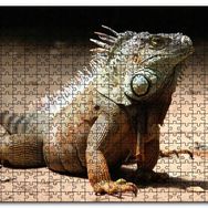 Cakapuzzle Kumlar Üzerinde Görkemli İguana Mdf 1000 Parça Puzzle