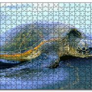 Cakapuzzle Kumsala Çıkan Caretta Caretta Mdf 500 Parça Puzzle