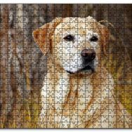 Cakapuzzle Kuru Otların Arasındaki Labrador Mdf 255 Parça Puzzle