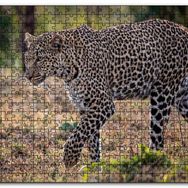 Cakapuzzle Kuru Otların Üzerinde Yürüyen Leopar Mdf 120 Parça Puzzle