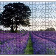 Cakapuzzle Lavanta Tarlaları ve Yalnız Ağaç Mdf 120 Parça Puzzle
