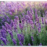Cakapuzzle Lavanta Tarlası Yakın Çekim Detay Mdf 120 Parça Puzzle