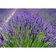 Cakapuzzle Lavanta Tarlasında Lavantalar 120 Parça Ahşap Puzzle