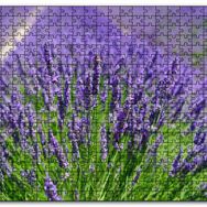 Cakapuzzle Lavanta Tarlasında Lavantalar Mdf 1000 Parça Puzzle