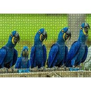 Cakapuzzle Mavi Macaw Papağanları 120 Parça Ahşap Puzzle
