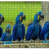 Cakapuzzle Mavi Macaw Papağanları Mdf 500 Parça Puzzle