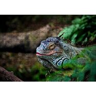 Cakapuzzle Muhteşem Renkleriyle Iguana 255 Parça Puzzle