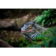 Cakapuzzle Muhteşem Renkleriyle Iguana Mdf 120 Parça Puzzle
