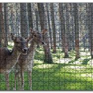 Cakapuzzle Orman Yeşil Çimler ve İki Dişi Geyik Mdf 1000 Parça Puzzle
