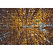 Cakapuzzle Orman Zeminden Yukarı Bakış Sarı Ağaçlar Mdf 1000 Parça Puzzle