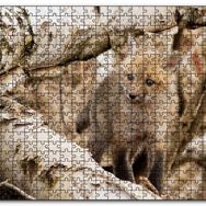 Cakapuzzle Ormanda Ağaçlar Arasındaki Yavru Tilki Mdf 1000 Parça Puzzle