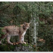 Cakapuzzle Ormanda Yosunlu Kayanın Üzerindeki Vaşak Mdf 1000 Parça Puzzle