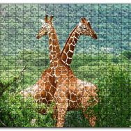 Cakapuzzle Ormanda Zürafa Çifti Mdf 1000 Parça Puzzle