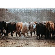 Cakapuzzle Otlayan Büyükbaş Hayvanlar Mdf 500 Parça Puzzle