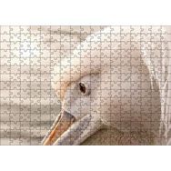 Cakapuzzle Pelikan Yakın Çekim Flu Arkaplan Mdf 255 Parça Puzzle