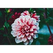 Cakapuzzle Pembe Beyaz Yıldız Çiçeği 255 Parça Puzzle