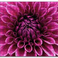 Cakapuzzle Pembe Dahlia Çiçeği Yakın Plan Mdf 500 Parça Puzzle