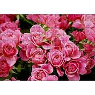 Cakapuzzle Pembe Güller 120 Parça Puzzle