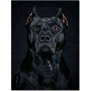 Cakapuzzle Pitbull Cinsi Köpek Mdf 500 Parça Puzzle