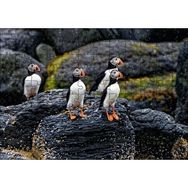Cakapuzzle Puffin Bird Beak Rock Mdf 120 Parça Puzzle