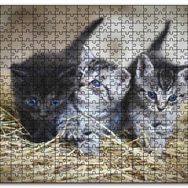 Cakapuzzle Samanlar Arasında Mavi Gözlü Üç Yavru Kedi Mdf 120 Parça Puzzle