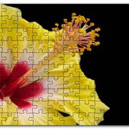 Cakapuzzle Sarı Gülhatmi Çiçeği Yakın Çekim Siyah Arkaplan Mdf 120 Parça Puzzle