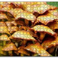 Cakapuzzle Sarı Mantarlar Mdf 500 Parça Puzzle
