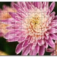 Cakapuzzle Sarı ve Pembe Çiçek Yakın Çekim Flu Arkaplan Mdf 255 Parça Puzzle