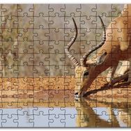 Cakapuzzle Savanada Diz Çökmüş Su İçen İmpala Mdf 1000 Parça Puzzle
