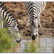 Cakapuzzle Savanada Su İçen Zebralar Mdf 255 Parça Puzzle
