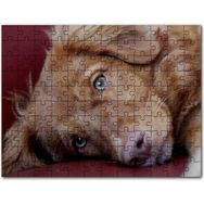 Cakapuzzle Sevimli Kahverengi Köpek Yakın Çekim 1000 Parça Puzzle