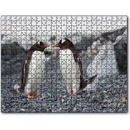 Cakapuzzle Sevimli Penguenler ve Çakıl Taşları 255 Parça Puzzle