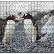 Cakapuzzle Sevimli Penguenler ve Çakıl Taşları Mdf 120 Parça Puzzle