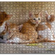 Cakapuzzle Sevimli Sarman Yavruları Mdf 500 Parça Puzzle