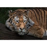 Cakapuzzle Sibirya Kaplanı Ahşap 1000 Parça Puzzle