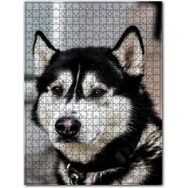 Cakapuzzle Siyah Beyaz Husky Köpeği 255 Parça Puzzle