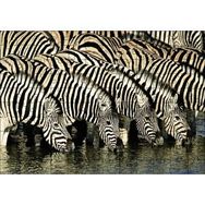 Cakapuzzle Su İçen Zebra Sürüsü Görseli 120 Parça Ahşap Puzzle