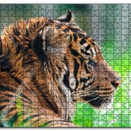 Cakapuzzle Sumatra Kaplanı Yakın Plan Mdf 120 Parça Puzzle