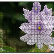 Cakapuzzle Sümbül Yakın Plan Mdf 1000 Parça Puzzle