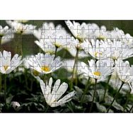 Cakapuzzle Taçlı Beyaz Dağ Laleleri Yakın Çekim Mdf 120 Parça Puzzle