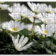 Cakapuzzle Taçlı Beyaz Dağ Laleleri Yakın Çekim Mdf 500 Parça Puzzle