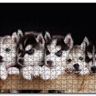Cakapuzzle Tahta Kasa İçinde Beş Husky Yavrusu Mdf 1000 Parça Puzzle