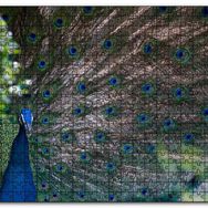 Cakapuzzle Tavuskuşu ve Harikulade Tüyleri Mdf 120 Parça Puzzle